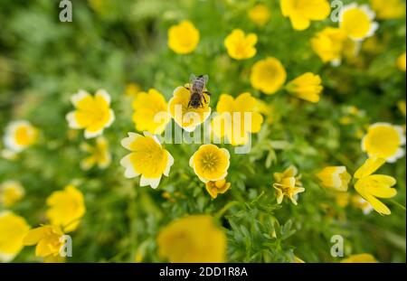 Eine Biene sammelt Pollen in einer pochierten Eierblume. Stockfoto