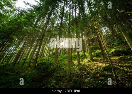 Natürliche Waldlandschaft aus Fichten, Sonnenstrahlen durch Morgensonne schaffen mystische Atmosphäre. Erholsamer Blick auf die Natur, Sonnenstrahlen, Balken, grün Stockfoto