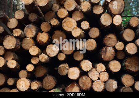 Im Herbst liegt das Holz im Wald Stockfoto