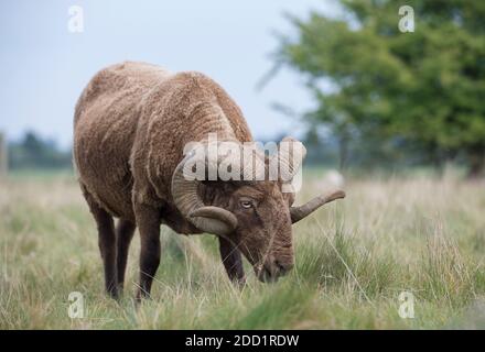 Ein Schaframm grast in der englischen Landschaft. Stockfoto