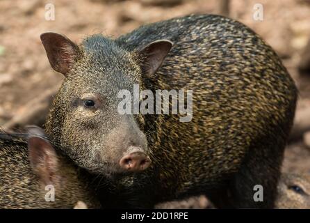 Der Colmared Peccary, Pecari tajacu, ist ein weit verbreiteter Bewohner von Nord-, Mittel- und Südamerika. Sie ist auch in Trinidad und Togabo beheimatet. Stockfoto