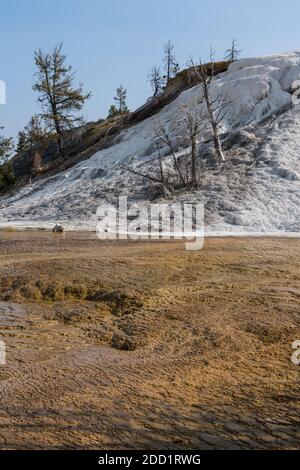 Travertin-Formationen in Palette Spring, Lower Terraces, Mammoth Hot Springs, Yellowstone National Park, Wyoming, USA. Stockfoto