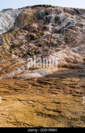 Travertin-Formationen in Palette Spring, Lower Terraces, Mammoth Hot Springs, Yellowstone National Park, Wyoming, USA. Stockfoto