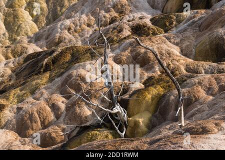 Tote Bäume in den Travertin-Formationen in Palette Spring, Lower Terraces, Mammoth Hot Springs, Yellowstone National Park, Wyoming, USA. Stockfoto