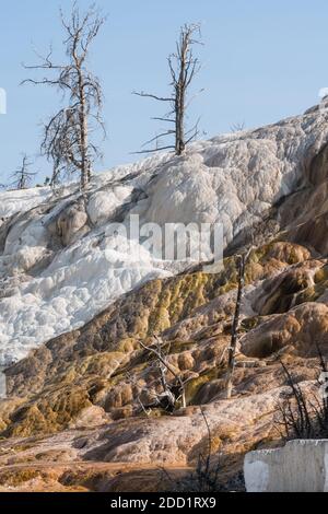 Travertin-Formationen in Palette Spring, Lower Terraces, Mammoth Hot Springs, Yellowstone National Park, Wyoming, USA. Stockfoto