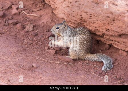 Ein Felshörnchen im Dead Horse Point State Park in der Nähe von Moab, Utah. Stockfoto