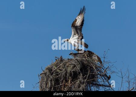 Ein Fischadler, Pandion haliaetus, fliegt von einem großen Nest aus Stöcken im Atchafalaya-Becken im Süden von Lousiana, USA. Stockfoto