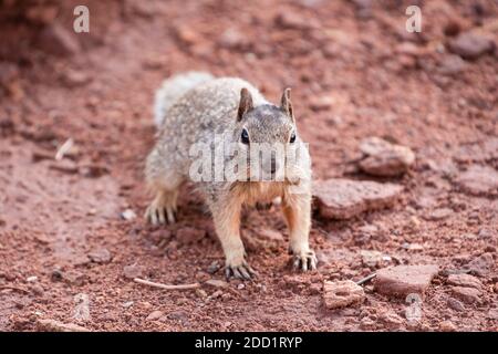 Ein Felshörnchen im Dead Horse Point State Park in der Nähe von Moab, Utah. Stockfoto