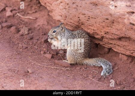 Ein Felshörnchen im Dead Horse Point State Park in der Nähe von Moab, Utah. Stockfoto