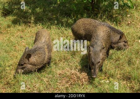 Der Colmared Peccary, Pecari tajacu, ist ein weit verbreiteter Bewohner von Nord-, Mittel- und Südamerika. Surinam. Stockfoto