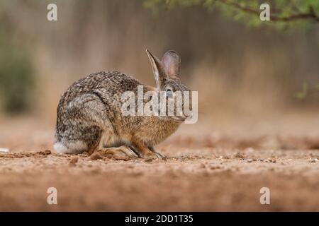 Die Eastern Cottontail ist die häufigste Kaninchenart in Nordamerika und wird von Kanada bis Südamerika gefunden. Stockfoto