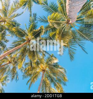 Palmen mit Himmel im Hintergrund. Urlaub unter einer Palme am Ufer der Insel unter blauem Himmel in den Tropen, künstlerischer Blick auf die Natur Stockfoto