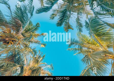Palmen mit Himmel im Hintergrund. Urlaub unter einer Palme am Ufer der Insel unter blauem Himmel in den Tropen, künstlerischer Blick auf die Natur Stockfoto
