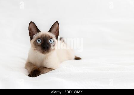 Eine schöne weiße Katze liegt auf einem hellen Hintergrund und ruht. Stockfoto