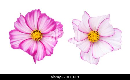 Cosmos Blumen (Cosmos bipinnatus) isoliert auf weißem Hintergrund. Draufsicht Stockfoto