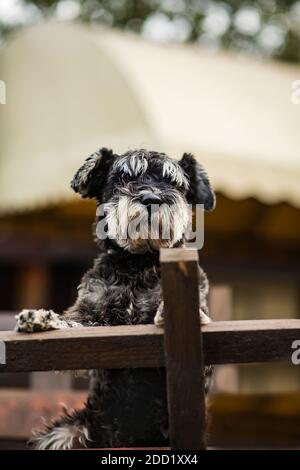 Mitelschnauzer im Hof. Porträt eines mittelschnauzer Hundes auf der Straße. Ein lustiger Hund Standard Schnauzer (mittel Schnauzer) guckt von hinten heraus Stockfoto