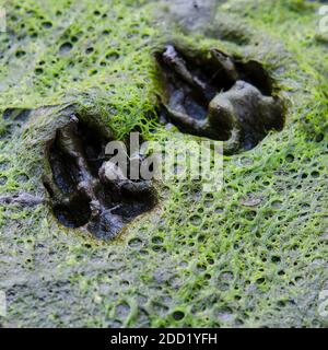 Spuren von zwei Wolfspfoten auf dem Boden Stockfoto