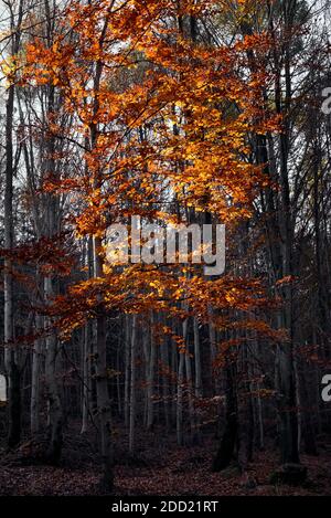 Herbstliche, lebendige Farben einer einzelnen Buche, kontrastierend mit dunklem Wald im Hintergrund, goldenes Buchenholz, das im Sonnenlicht beleuchtet wird Stockfoto
