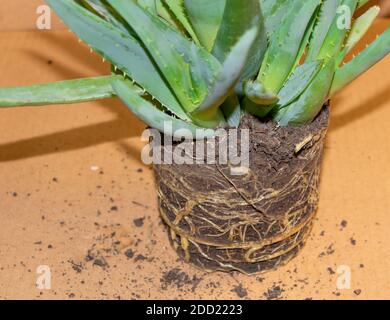 Aloe Vera aus dem Topf entfernt, in den Prozess der Neupflanzung. Die Wurzeln sind sehr stark. Heilpflanze Stockfoto