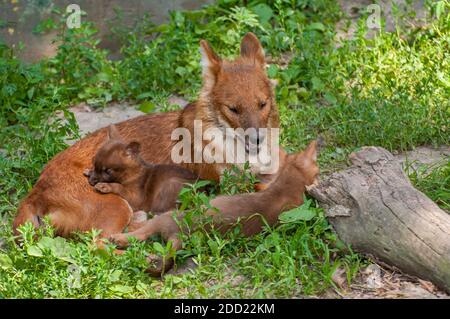 Apple Valley, Minnesota. Dhole, Asian Wild Dog, Cuon alpinus ist eine vom Aussterben bedrohte Art. Stockfoto