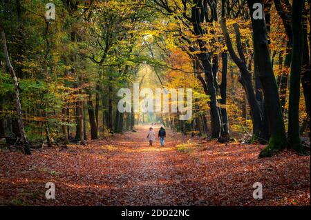 Peop Walking im Herbstwald Stockfoto