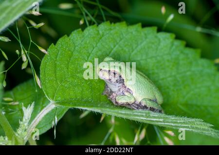 Vadnais Heights, Minnesota. John H. Allison Forest. Cope's Grey Treefrog, Hyla chrysocelis ruht auf einem Blatt. Stockfoto