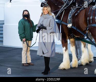 First Lady Melania Trump posiert neben einer Pferdekutsche mit dem Weihnachtsbaum des Weißen Hauses. Stockfoto