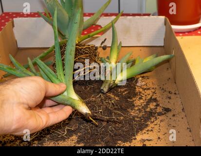 Aloe Vera Stecklinge in der Hand eines Gärtners, Pflanzung im Prozess. Aloe Vera beschneiden Stockfoto