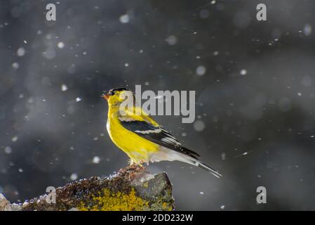 Vadnais Heights, Minnesota. Männlicher amerikanischer Goldfink, Carduelis tristis im Frühling bei Schneefall. Stockfoto