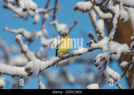 Vadnais Heights, Minnesota. Männlicher amerikanischer Goldfink, Carduelis tristis i8n ein Frühlingsschneesturm. Stockfoto