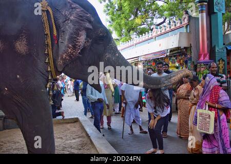 Pondicherry, Indien - 30. Oktober 2018: Ein Elefant scheint eine Frau zu segnen, die seinen Rüssel vor dem ganesha-Tempel benutzt Stockfoto