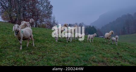 Schafe weiden auf der Alm Stockfoto