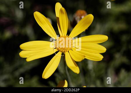 Euryops pectinatus, die graublättrigen Euryops, ist eine blühende Pflanze aus der Familie der Asteraceae. Stockfoto