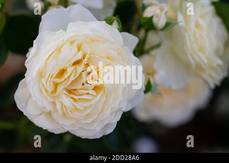 Champagne Rose Knospe und Blume, Creme Fülle Vielfalt im Grün im Garten auf einem Busch Stockfoto