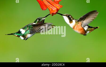 Weißbauchiger Woodstar ( Chaetocercus mulsant ) männlich & weiblich Ecuador, Südamerika, von Alan G Nelson/Dembinsky Photo Assoc Stockfoto