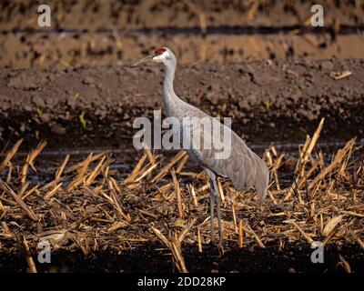 Sandhill Crane in Staten Island Preserve, Kalifornien Stockfoto