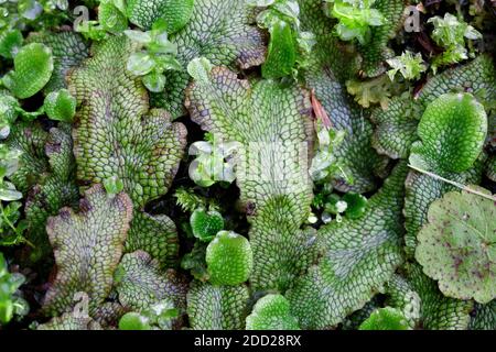 Marchantia, Common Liverwort, Nordamerika, von Dembinsky Photo Assoc Stockfoto