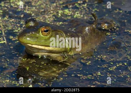 Bullfrog (Lithobates catesbeianus) auf Seerosenunterlage sitzend, Süßwasserteich, E USA, von Skip Moody/Dembinsky Photo Assoc Stockfoto