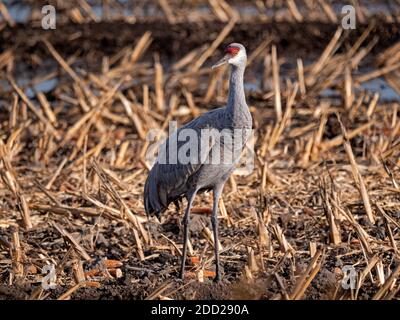 Sandhill Crane in Staten Island Preserve, Kalifornien Stockfoto