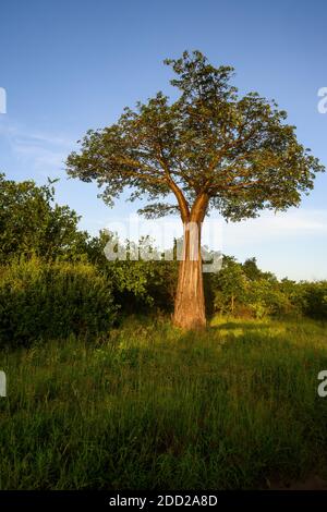 Baobab Baum in heimischer Landschaft bei Sonnenuntergang, Ruaha Nationalpark, Tansania Stockfoto