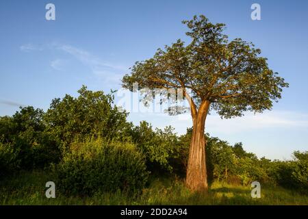 Baobab Baum in heimischer Landschaft bei Sonnenuntergang, Ruaha Nationalpark, Tansania Stockfoto