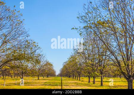 Pfad zwischen jungen Pekannüken hinter einem Zaun auf einem Pekannaum Obstgarten im Süden Stockfoto