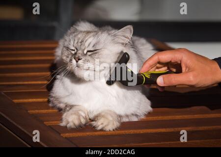 Mann kämmt seine schöne graue Katze mit FURminatoror Grooming Tool. Tierpflege, Pflege Stockfoto