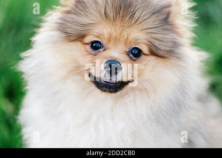 Nahaufnahme Porträt eines schönen Welpen Pommern mit niedlichen Lächeln im Park. Stockfoto