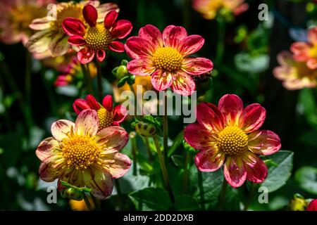 Leuchtend rote, orange und gelbe Dahlien blühen an einem sonnigen Tag in einem Garten Stockfoto