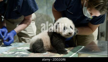 (201124) -- PEKING, 24. November 2020 (Xinhua) -- Undatiertes Foto, aufgenommen im November 2020, zeigt das riesige Panda-Junge 'Xiao Qi Ji' im Smithsonian National Zoo in Washington, DC, USA. "Xiao Qi Ji", übersetzt in Englisch als "kleines Wunder", ist der Name des riesigen Panda-Jungen, der vor drei Monaten in Washington, DC geboren wurde, dem Zoo, in dem er geboren wurde, angekündigt am Montag. (Smithsonian's National Zoo/Handout via Xinhua) Stockfoto