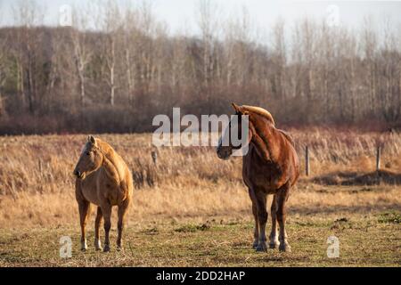 Das Pferd auf der Weide, Naturlandschaft aus Wisconsin. Stockfoto