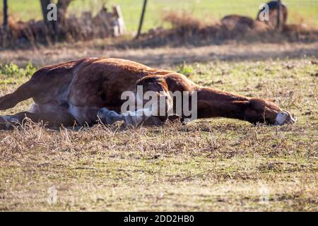 Das Pferd auf der Weide, Naturlandschaft aus Wisconsin. Stockfoto