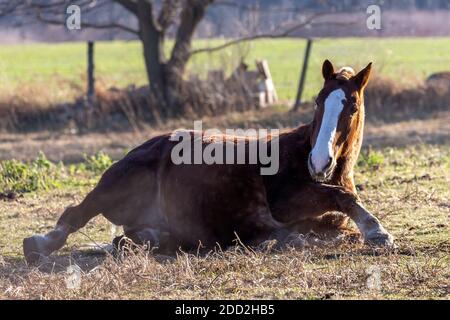 Das Pferd auf der Weide, Naturlandschaft aus Wisconsin. Stockfoto