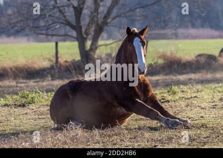 Das Pferd auf der Weide, Naturlandschaft aus Wisconsin. Stockfoto